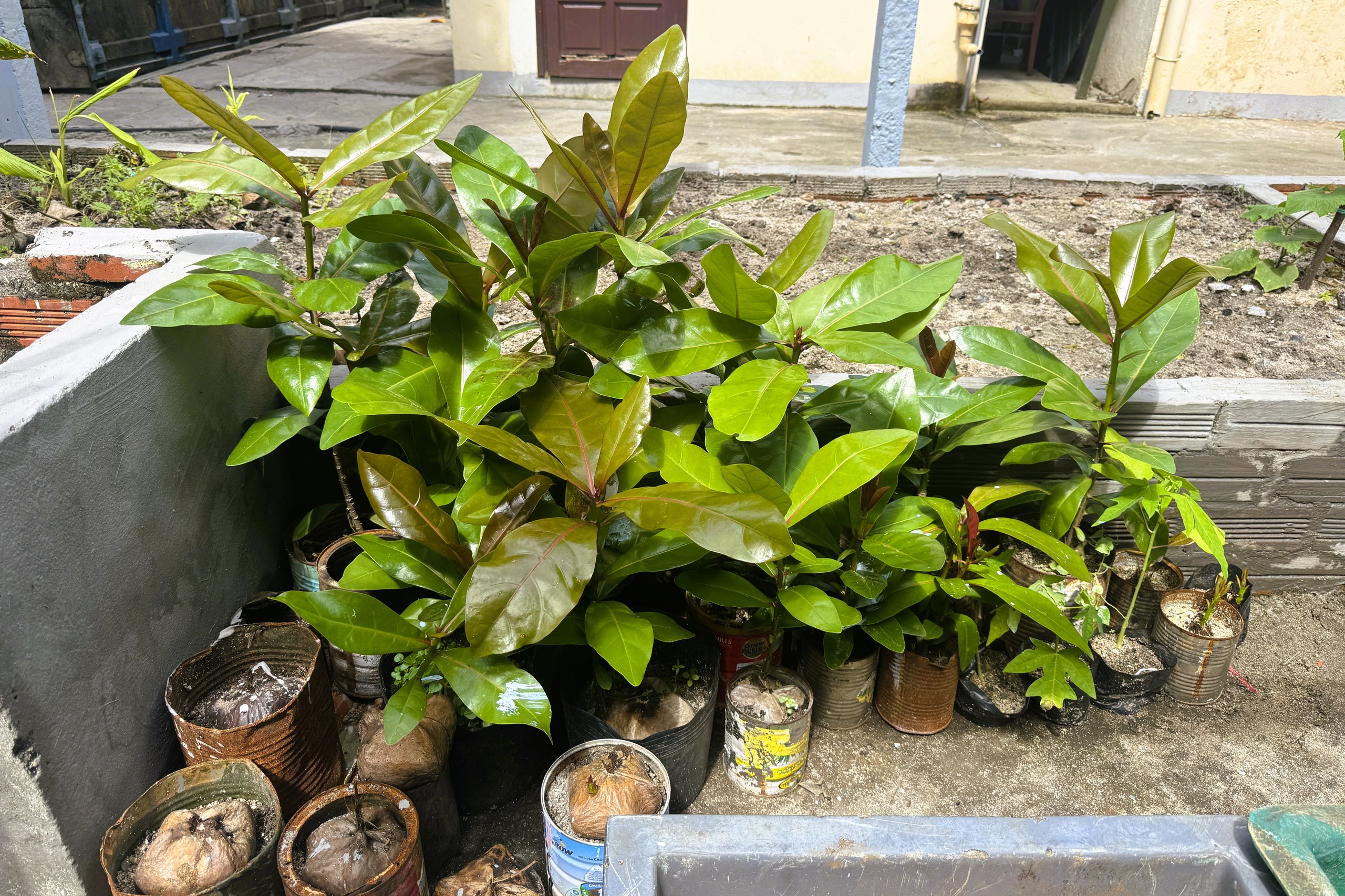 Tết ở Trường Sa - Kỳ 7: Sinh Tồn xanh xanh- Ảnh 13.