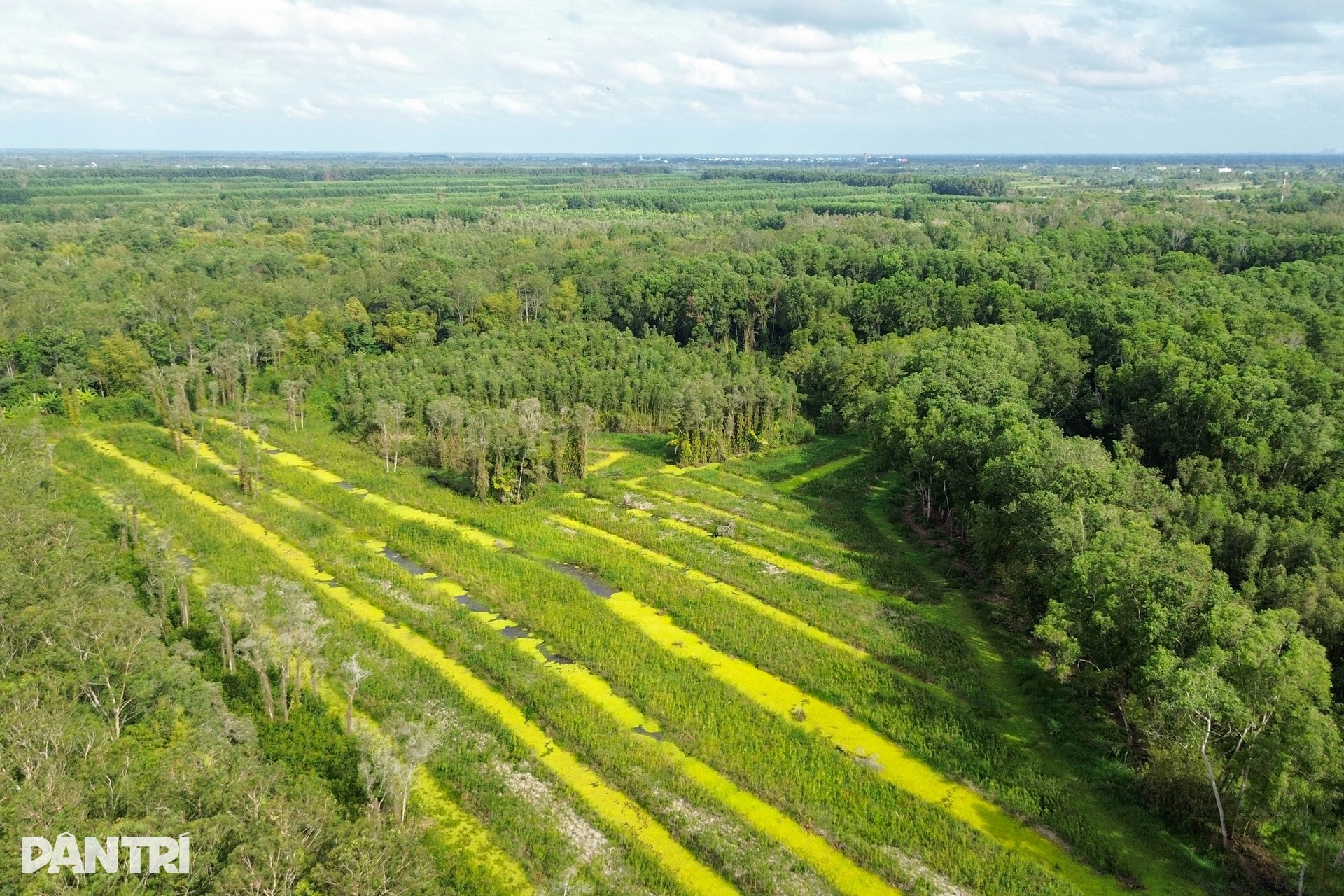 Khách Tây mê mẩn đi vỏ lãi tham quan rừng tràm, ngắm chim cò ở miền Tây - 2