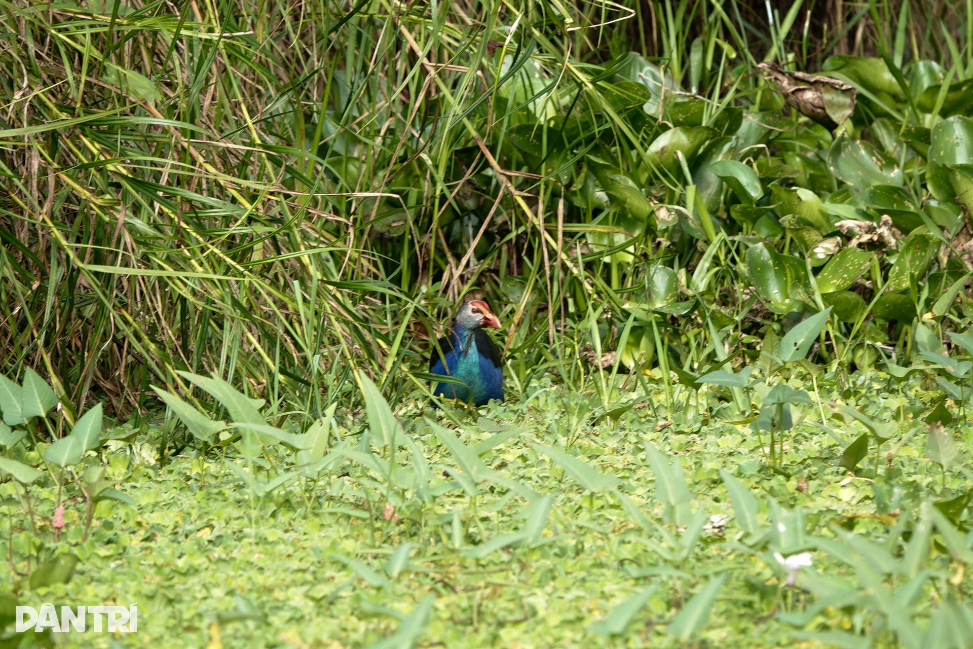 Khách Tây mê mẩn đi vỏ lãi tham quan rừng tràm, ngắm chim cò ở miền Tây - 4