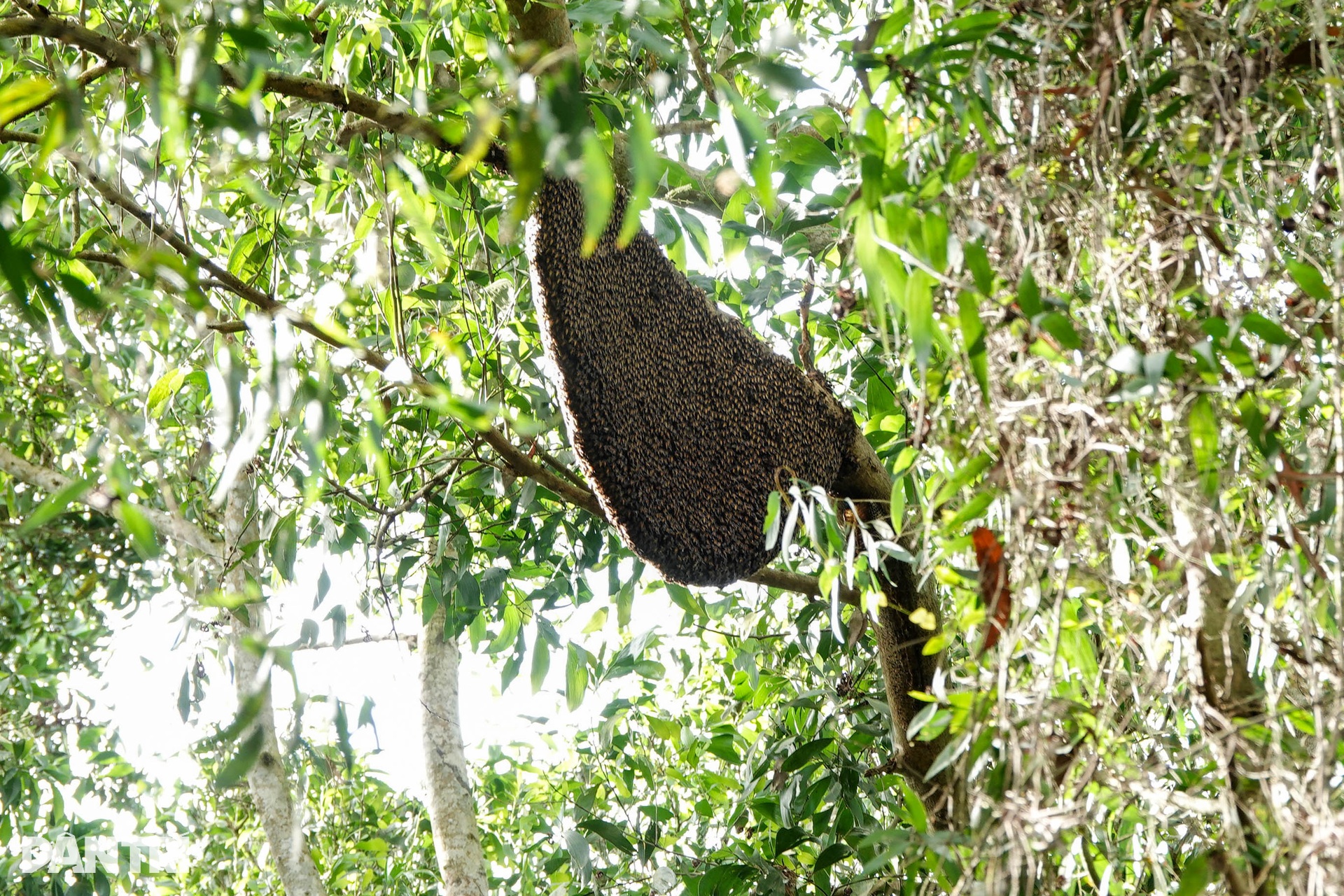 Khách Tây mê mẩn đi vỏ lãi tham quan rừng tràm, ngắm chim cò ở miền Tây - 5