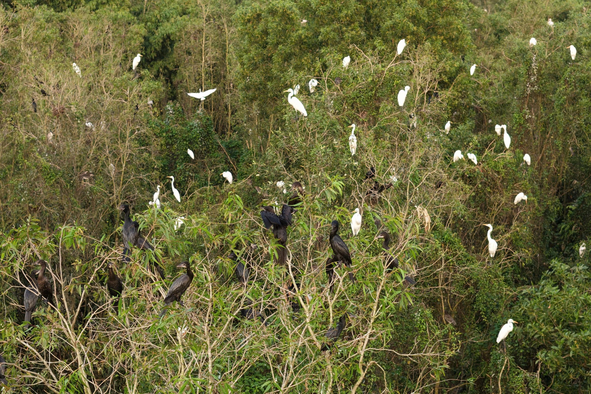 Khách Tây mê mẩn đi vỏ lãi tham quan rừng tràm, ngắm chim cò ở miền Tây - 7