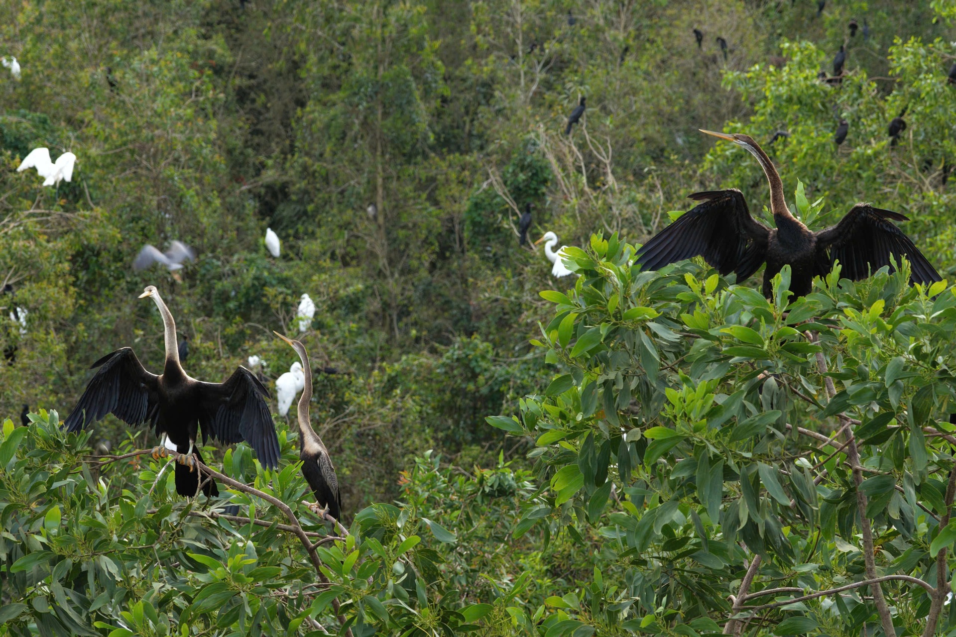 Khách Tây mê mẩn đi vỏ lãi tham quan rừng tràm, ngắm chim cò ở miền Tây - 8