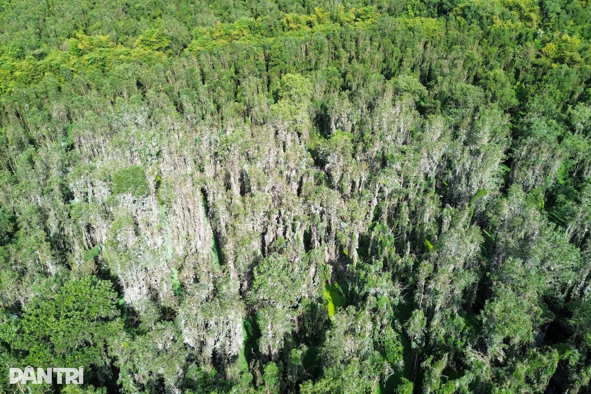 Khách Tây mê mẩn đi vỏ lãi tham quan rừng tràm, ngắm chim cò ở miền Tây - 9
