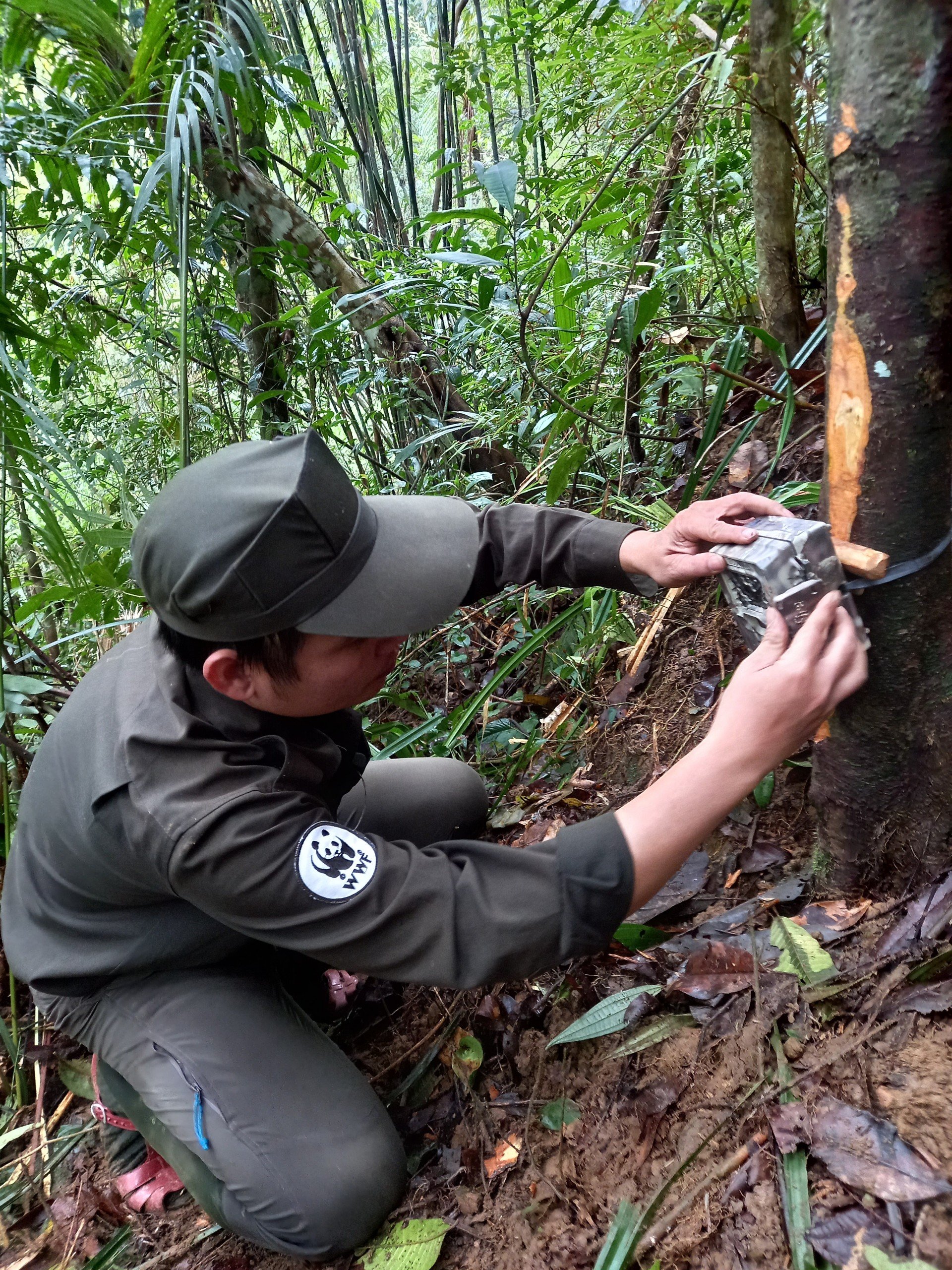 Bí ẩn lòai kỳ lân Châu Á và hành trình tìm kiếm sao la - Ảnh 5.