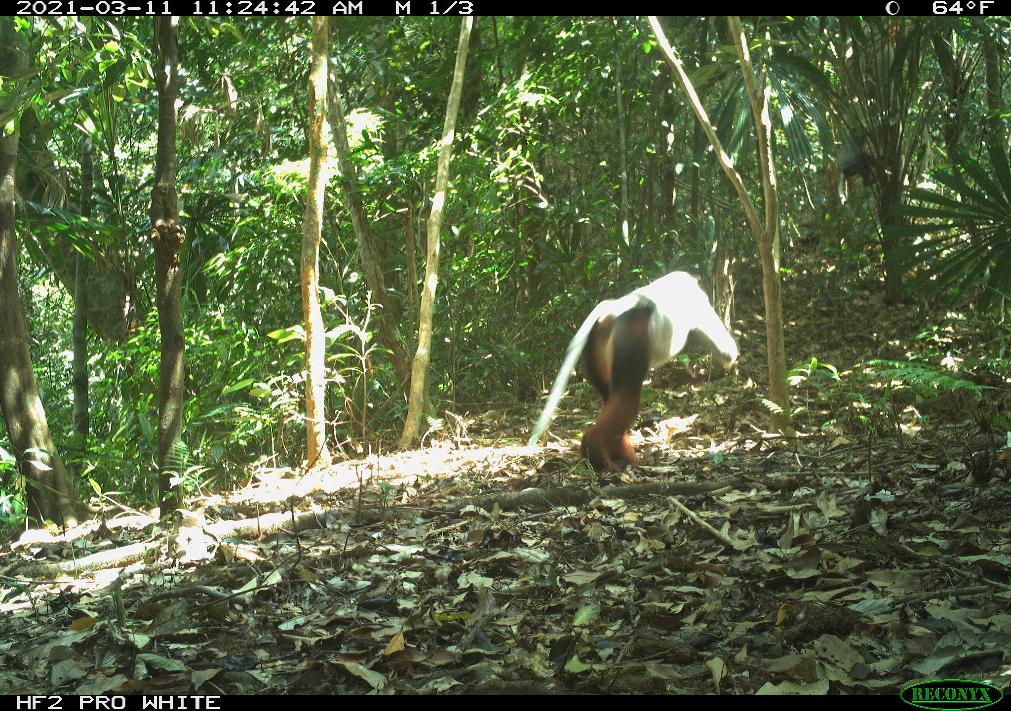 Bí ẩn lòai kỳ lân Châu Á và hành trình tìm kiếm sao la - Ảnh 7.