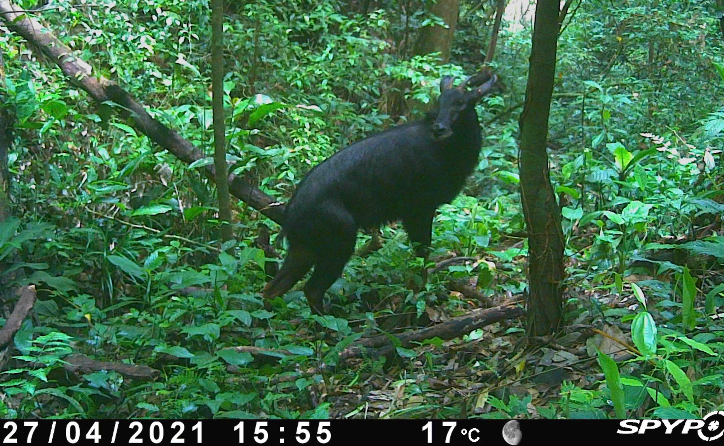 Bí ẩn lòai kỳ lân Châu Á và hành trình tìm kiếm sao la - Ảnh 9.