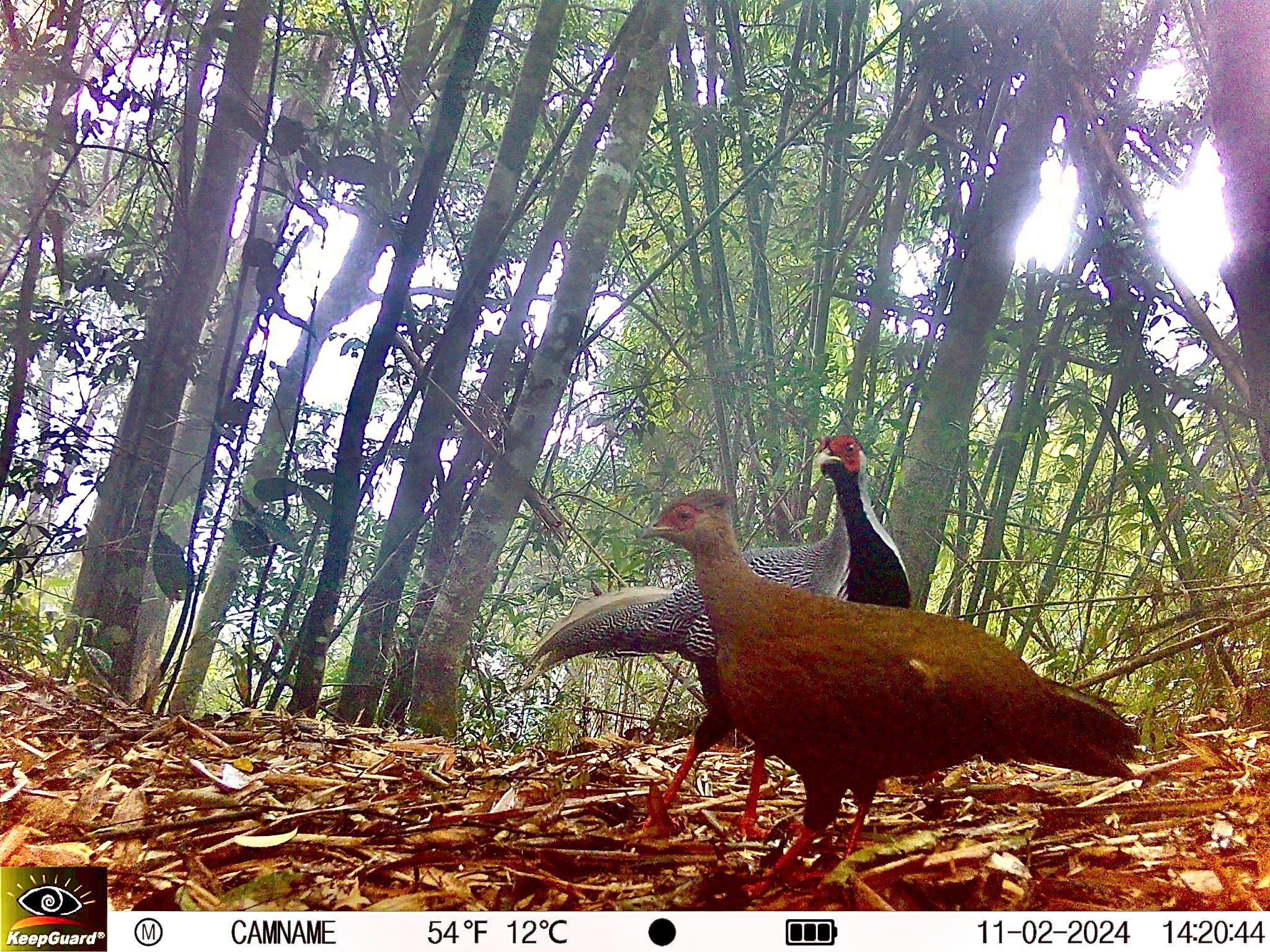 Bí ẩn lòai kỳ lân Châu Á và hành trình tìm kiếm sao la - Ảnh 11.