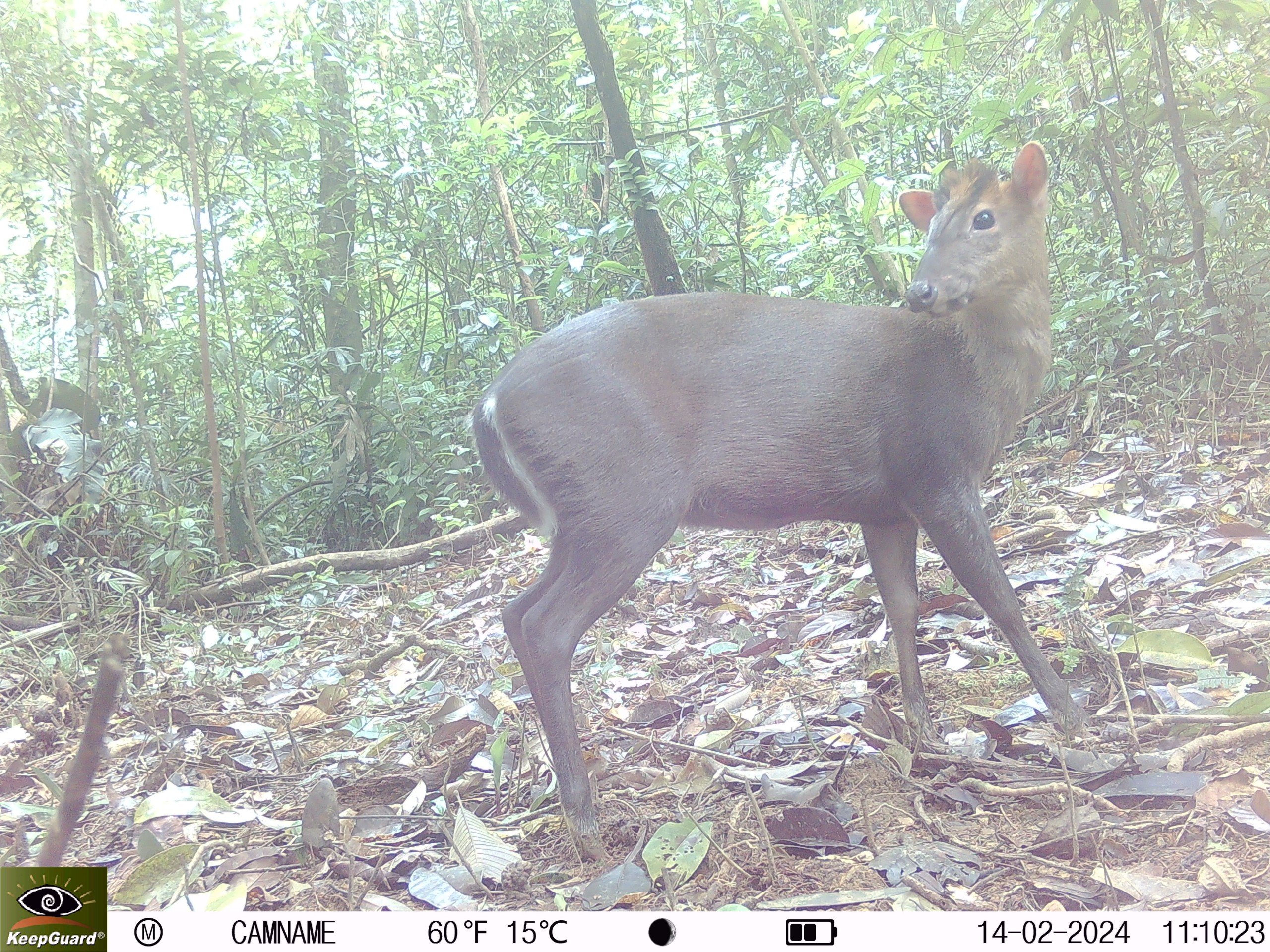 Bí ẩn lòai kỳ lân Châu Á và hành trình tìm kiếm sao la - Ảnh 12.