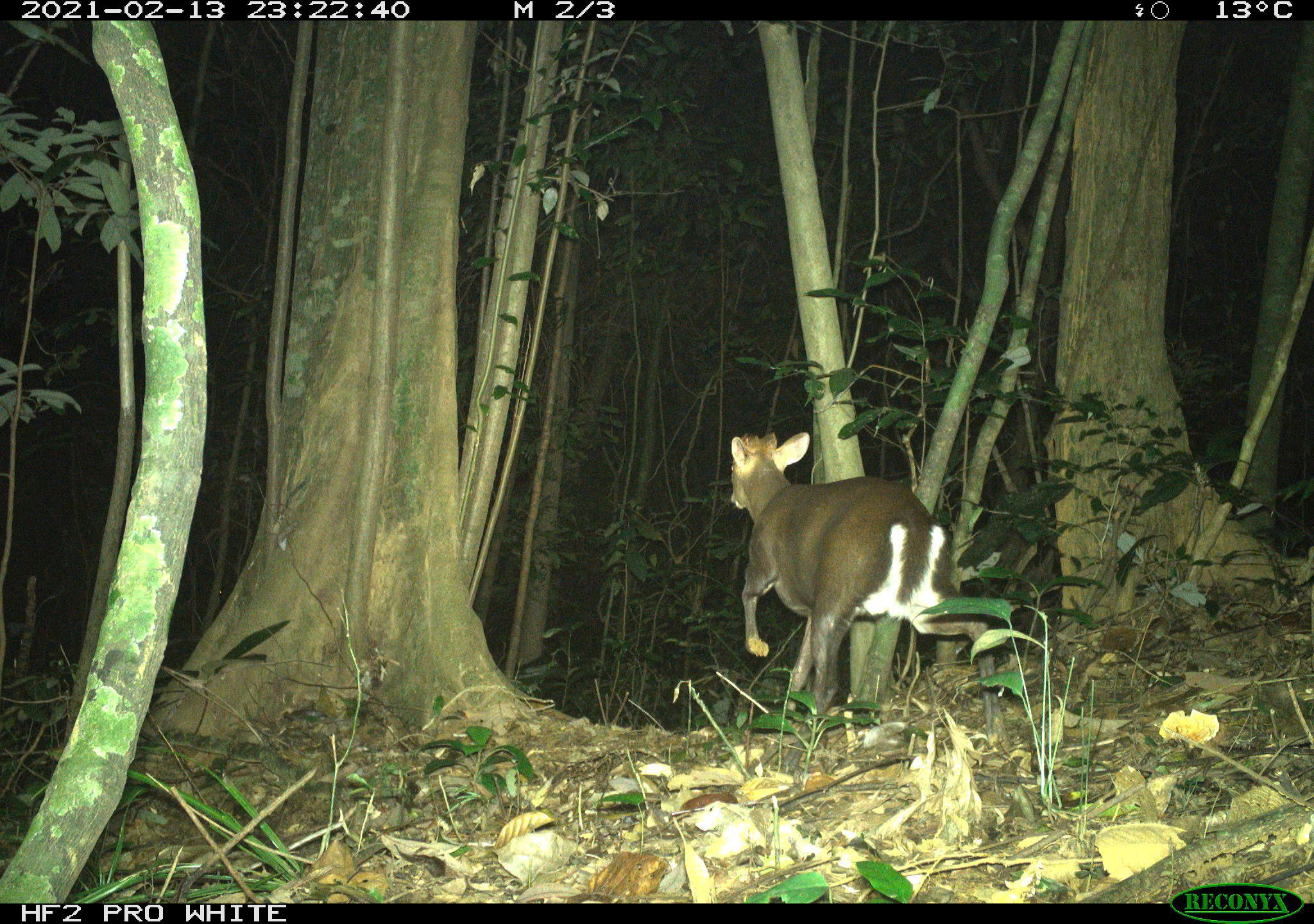 Bí ẩn lòai kỳ lân Châu Á và hành trình tìm kiếm sao la - Ảnh 13.