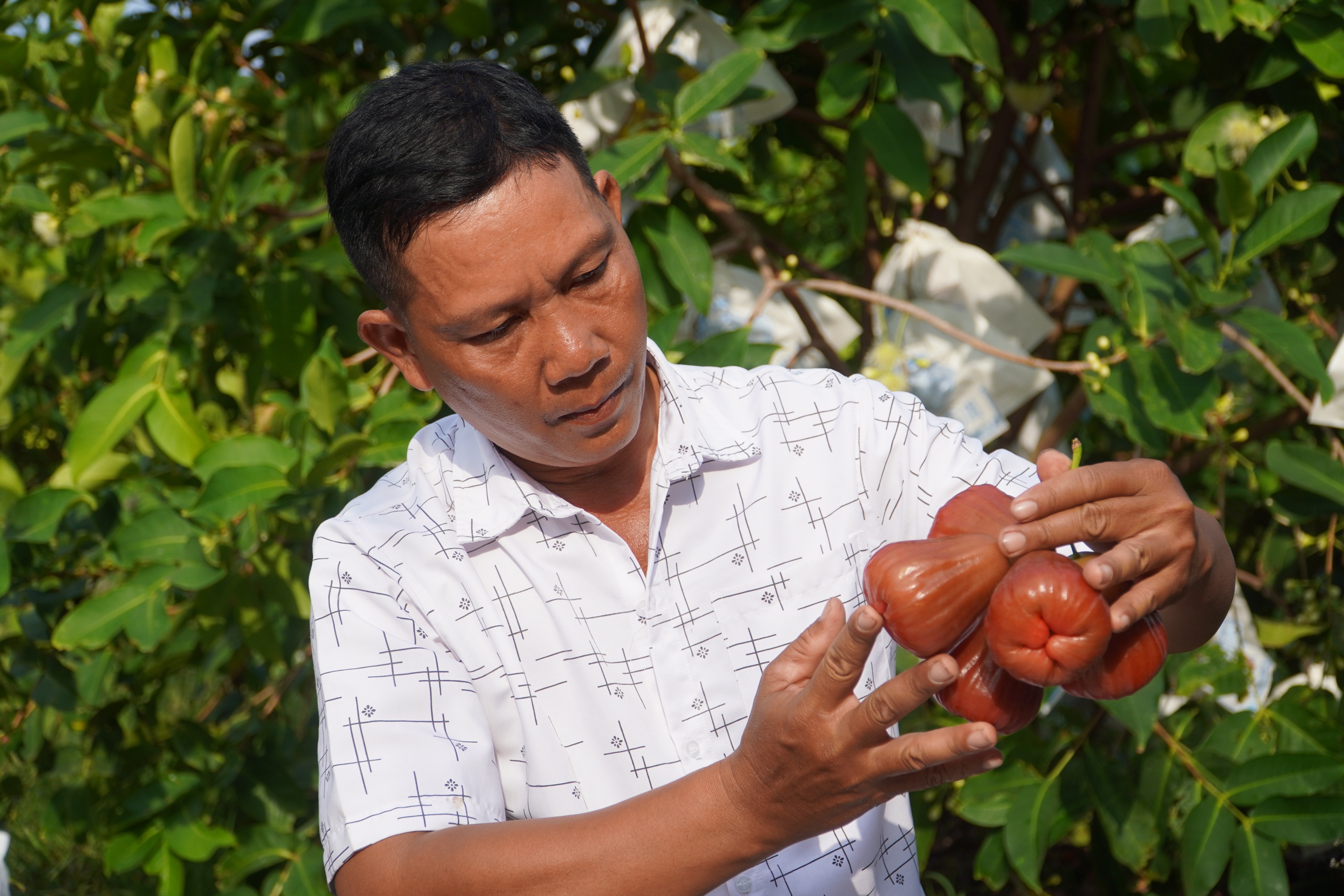Vườn mận hồng Sân Tiên thu hoạch bán tết, giá ngất ngưởng vẫn đắt hàng- Ảnh 2.
