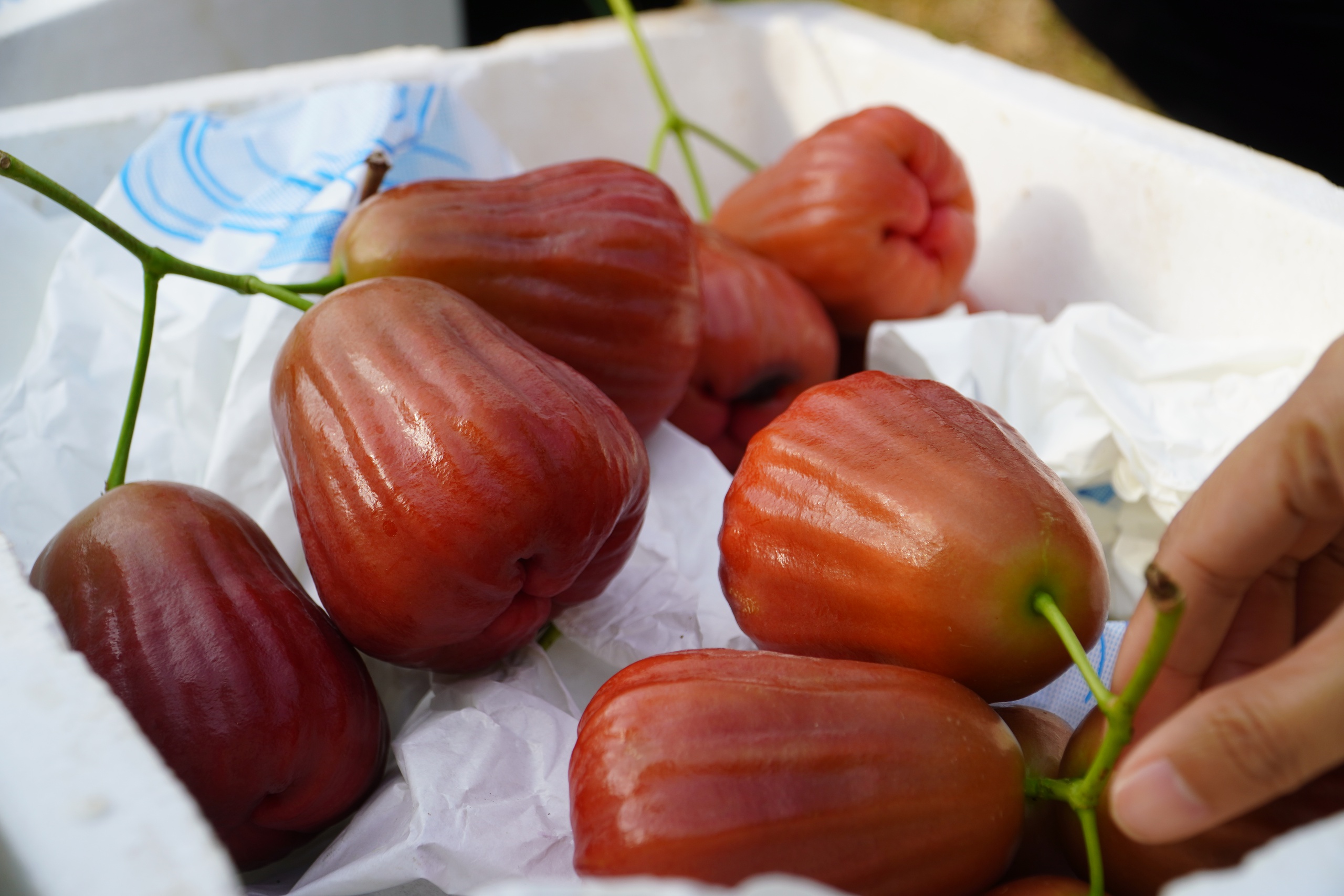 Vườn mận hồng Sân Tiên thu hoạch bán tết, giá ngất ngưởng vẫn đắt hàng- Ảnh 5.