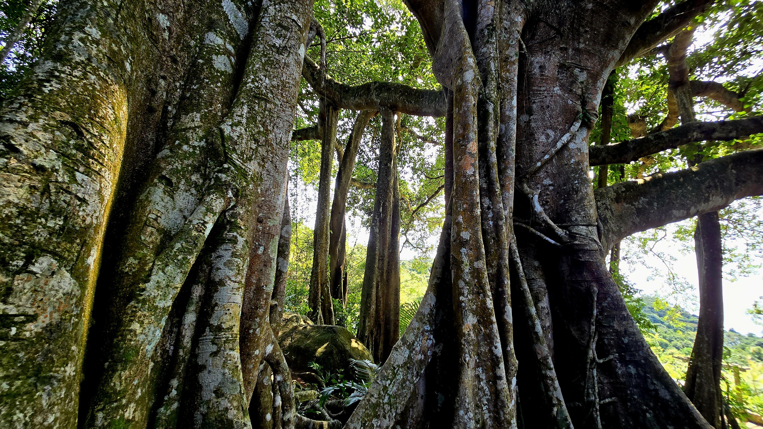 Dưới tán đa nghìn năm ở Sơn Trà, du khách nghe rừng 