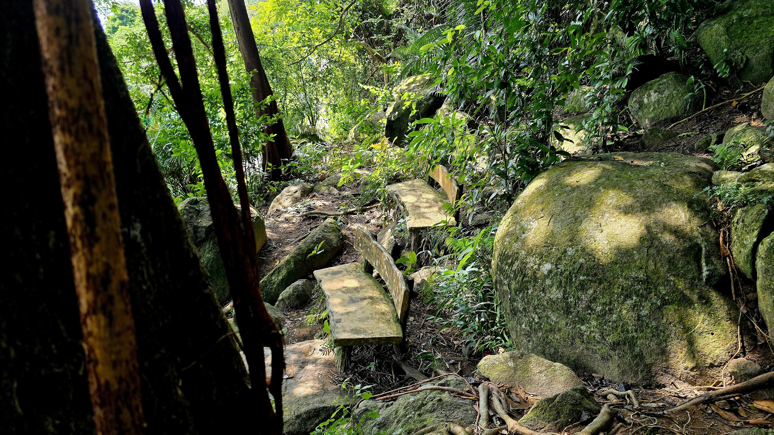 Dưới tán đa nghìn năm ở Sơn Trà, du khách nghe rừng 