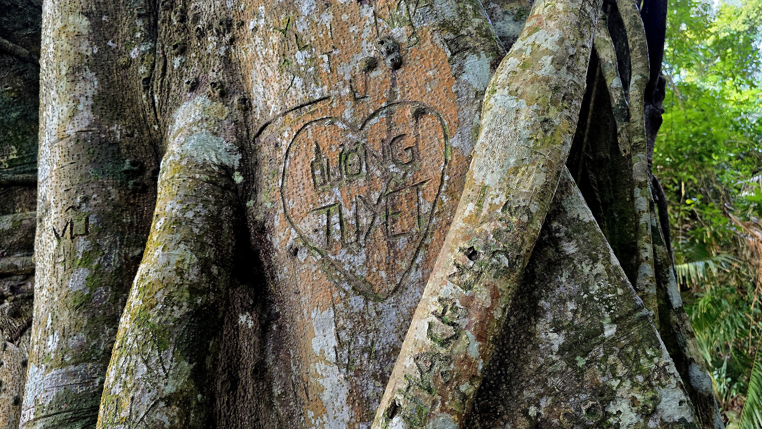 Dưới tán đa nghìn năm ở Sơn Trà, du khách nghe rừng 