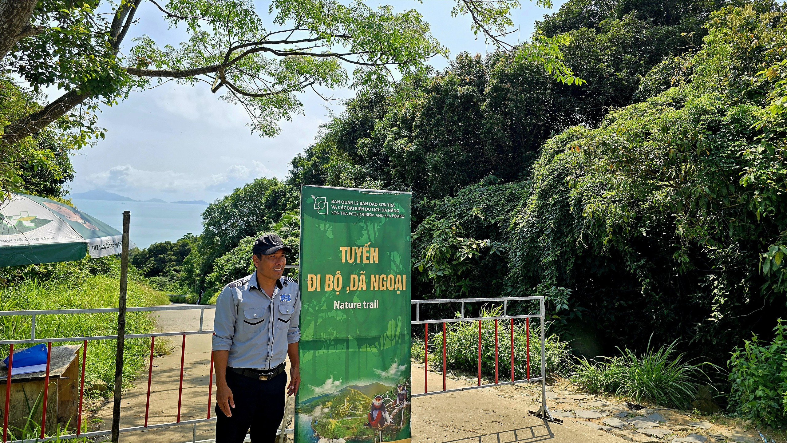 Dưới tán đa nghìn năm ở Sơn Trà, du khách nghe rừng 