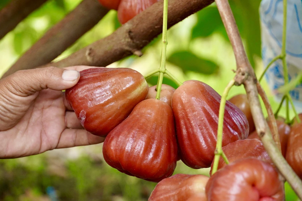 Mận hồng Sân Tiên có thời điểm bán giá lên đến 230.000 đồng/kg cần thơ,nông dân,mận hồng sân tiên,nhãn ido,mận an phước,xâm nhập mặn,truy xuất nguồn gốc