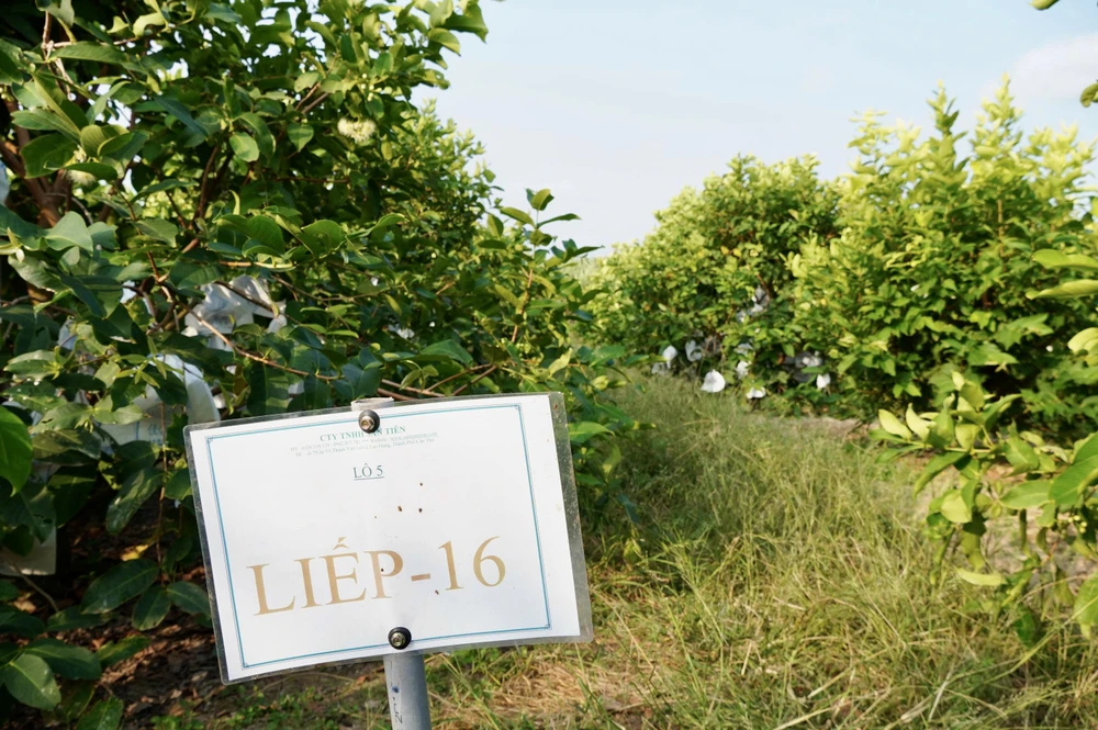 Từ gốc mận An Phước, sau nhiều năm tìm hiểu tài liệu và học hỏi thực tế, người nông dân lai tạo thành công giống mận hồng cần thơ,nông dân,mận hồng sân tiên,nhãn ido,mận an phước,xâm nhập mặn,truy xuất nguồn gốc