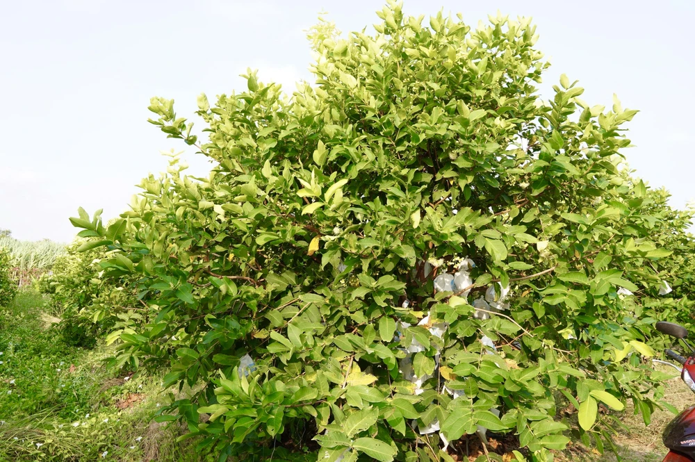 Cây mận từ 24–36 tháng tuổi có thể cho 35–40 kg trái mỗi vụ cần thơ,nông dân,mận hồng sân tiên,nhãn ido,mận an phước,xâm nhập mặn,truy xuất nguồn gốc