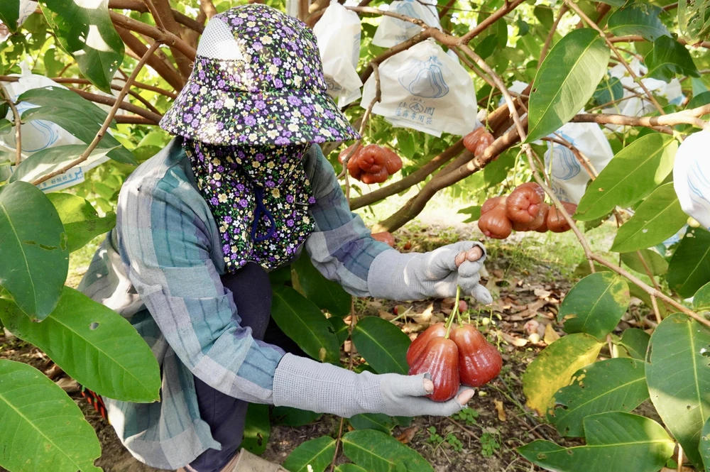 Các lao động đang tất bật thu hoạch mận giao cho khách dịp tết cần thơ,nông dân,mận hồng sân tiên,nhãn ido,mận an phước,xâm nhập mặn,truy xuất nguồn gốc