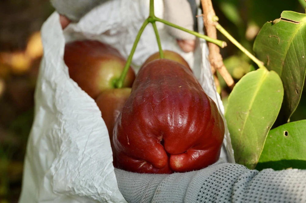 Mận hồng Sân Tiên có đặc tính giòn, đặc ruột, ngọt thanh, thơm nhẹ; độ ngọt cao gấp đôi mận An Phước cần thơ,nông dân,mận hồng sân tiên,nhãn ido,mận an phước,xâm nhập mặn,truy xuất nguồn gốc