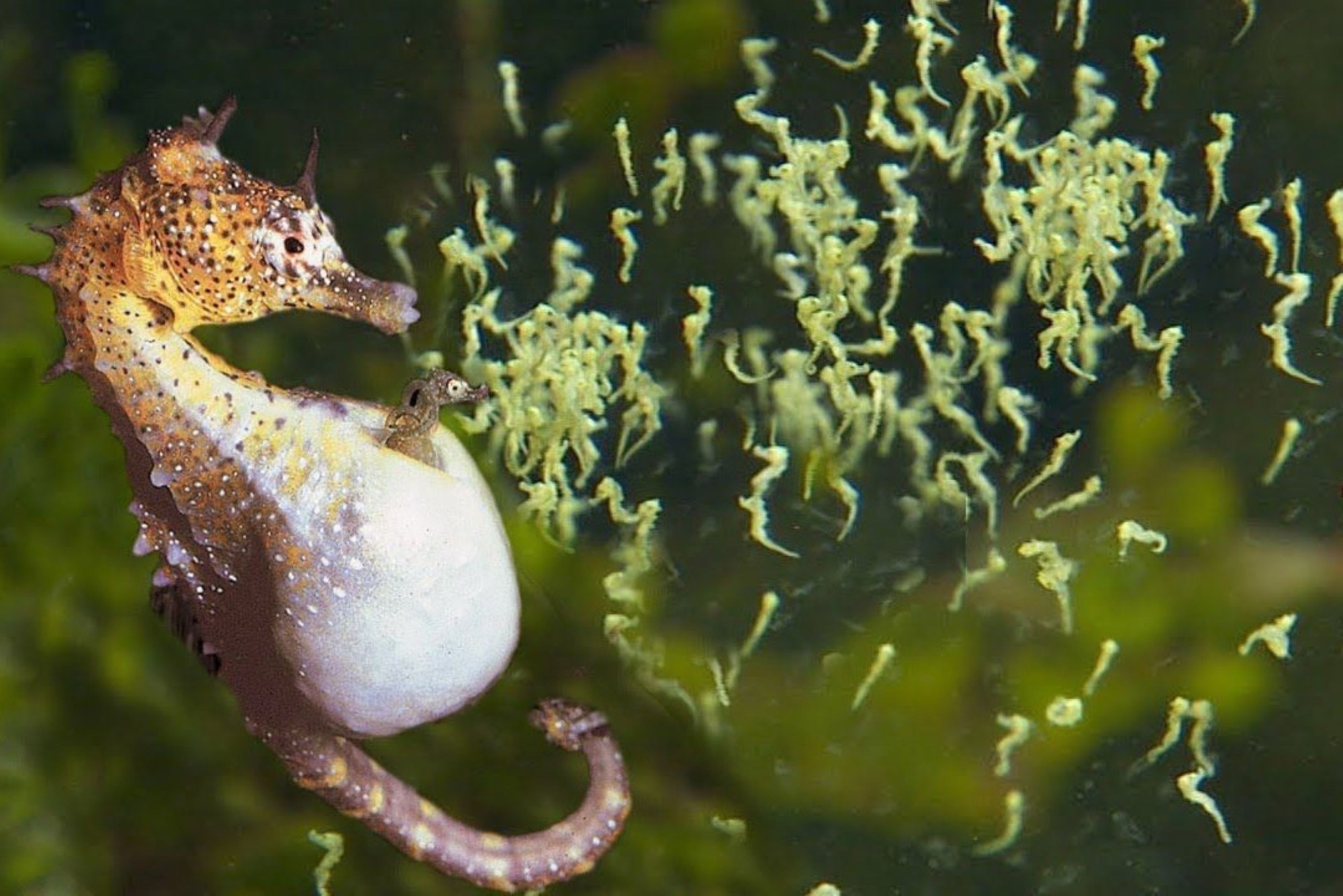 Năm Ngọ kể chuyện cá ngựa bố mang thai- Ảnh 3.