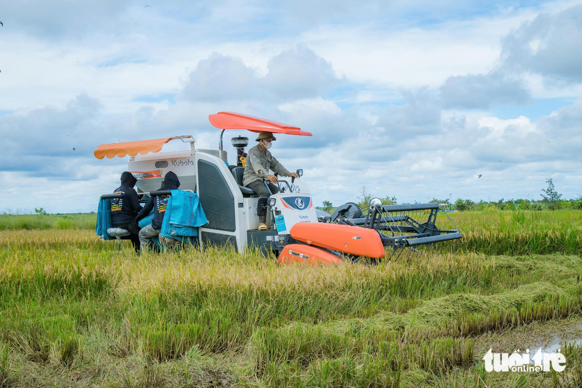Lúa nếp vàng ruộng, người dân vùng biên mở 'phiên chợ số' đón xuân - Ảnh 3.