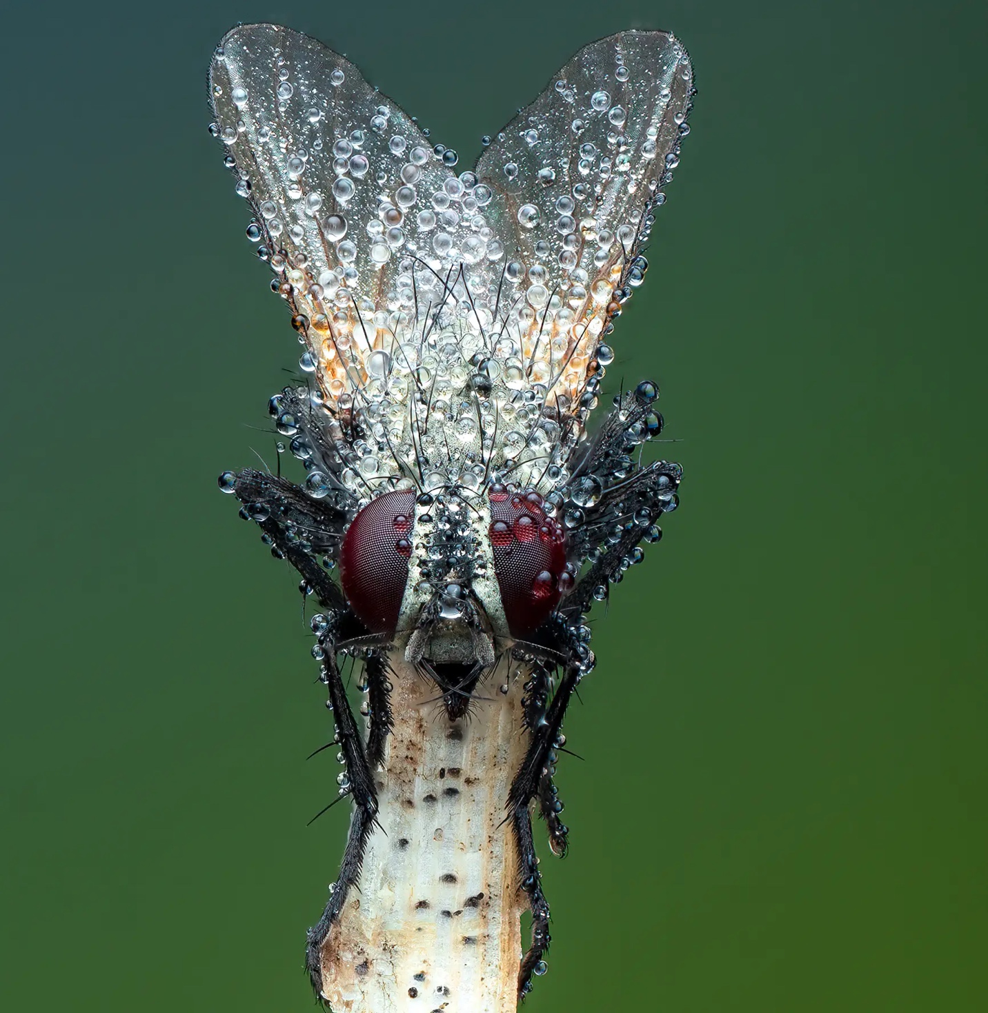 Khám phá thế giới côn trùng qua những bức ảnh cận cảnh - Ảnh 2.