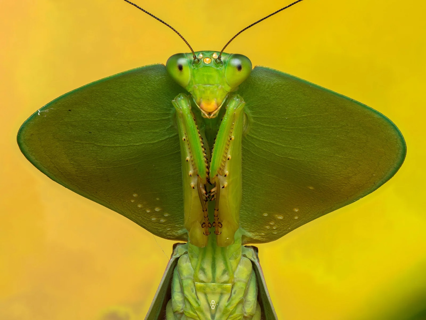 Khám phá thế giới côn trùng qua những bức ảnh cận cảnh - Ảnh 5.