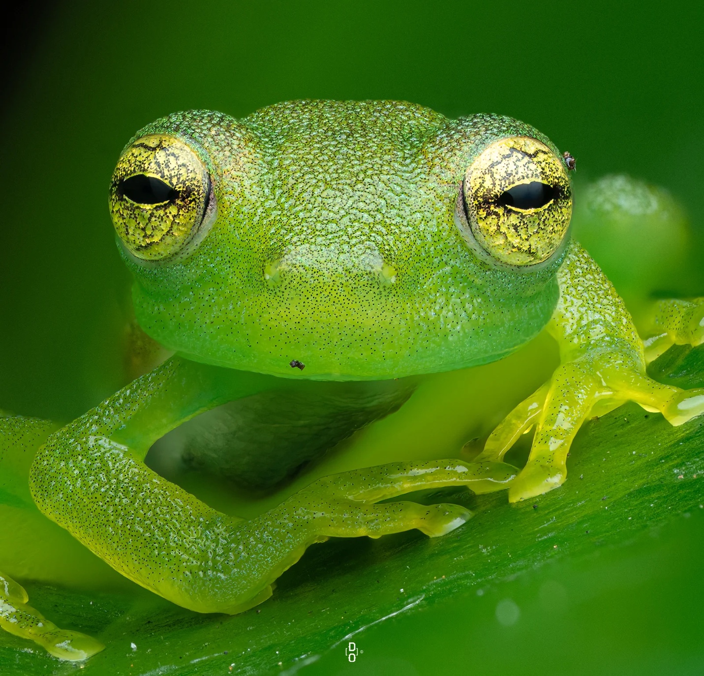 Khám phá thế giới côn trùng qua những bức ảnh cận cảnh - Ảnh 6.