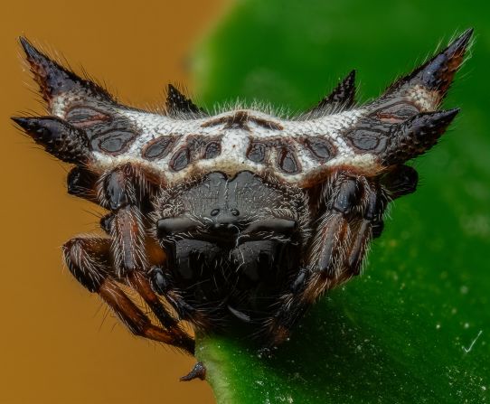 Cận cảnh côn trùng, mở ra một thế giới lạ lẫm mê ly- Ảnh 4.