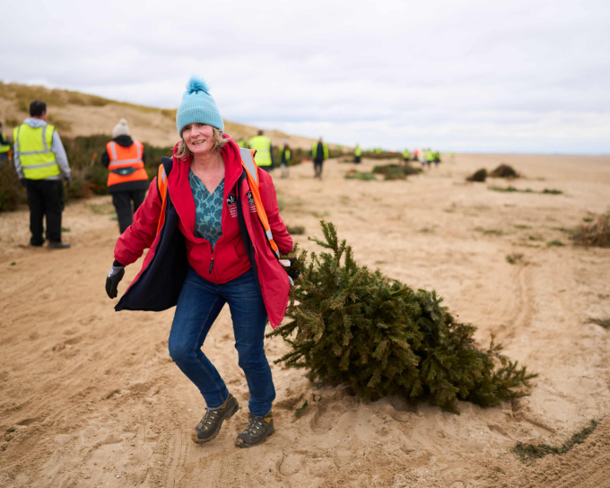 Một tình nguyện viên kéo cây thông Noel để dựng cồn cát nhân tạo trên bãi biển Lytham. Ảnh: The Guardian