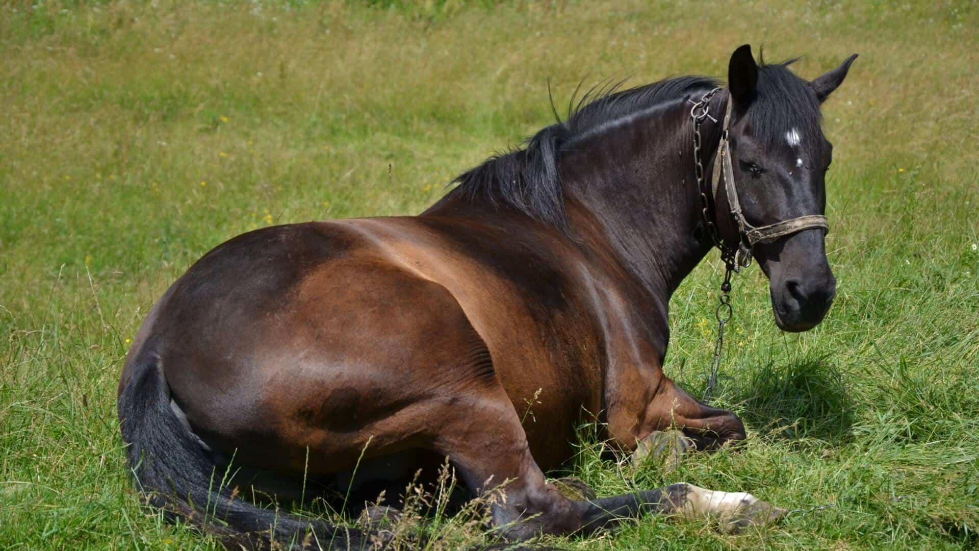 ngủ đứng - Ảnh 2.