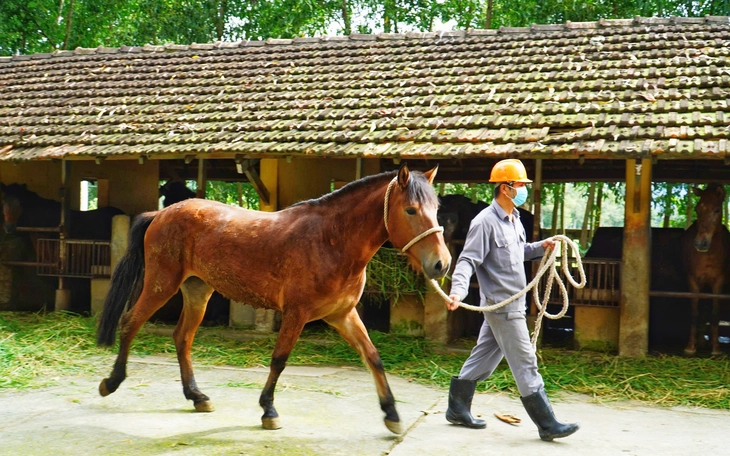 Ngủ đứng mà không ngã: Bí mật sinh học kỳ lạ của loài ngựa - Ảnh 4.