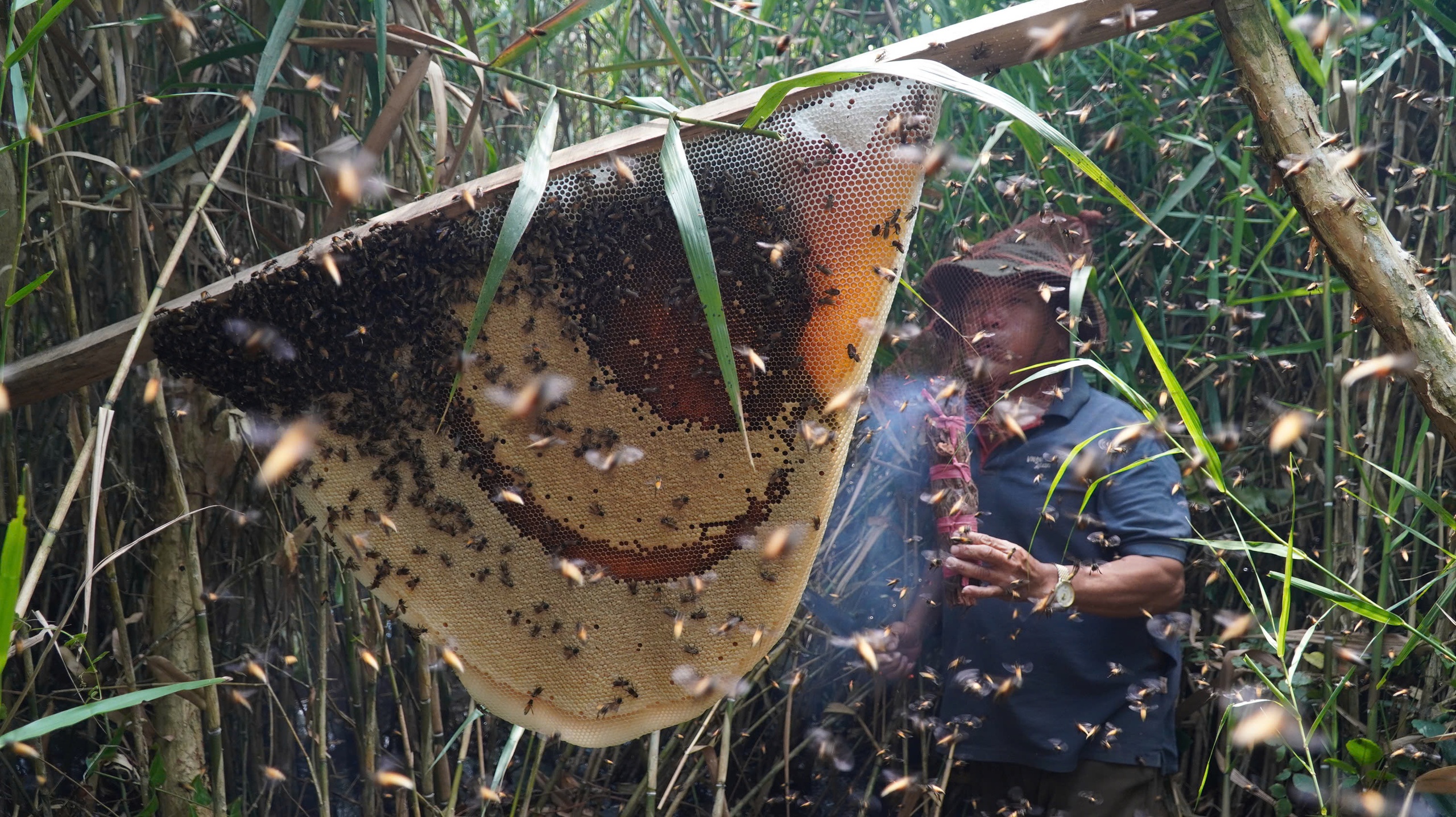 Trải nghiệm bắt ong mật ngày Tết 6 VIDEO: Trải nghiệm ăn ong ngày Tết - Ảnh 6.