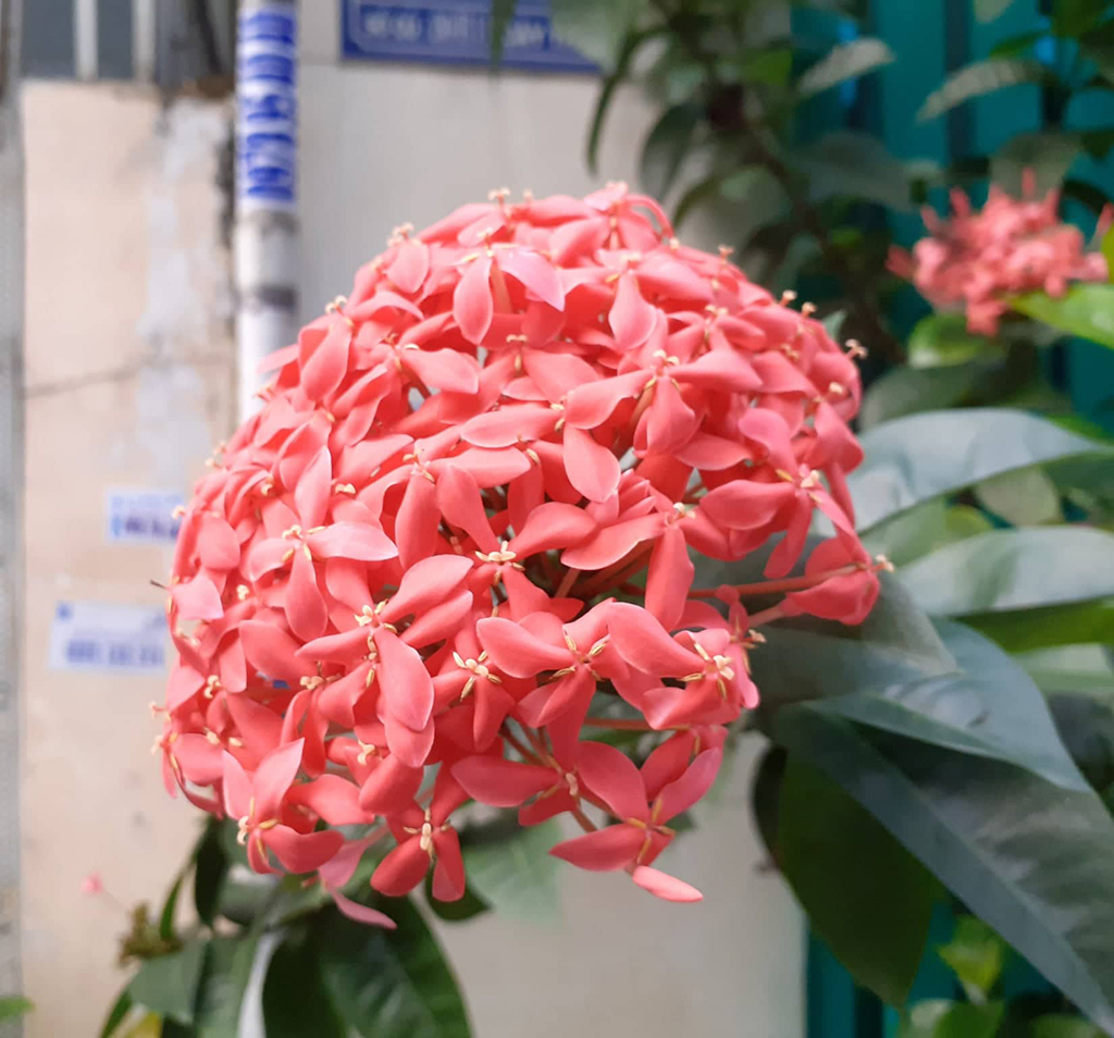 Những giấc mơ xuân - Ảnh 2.