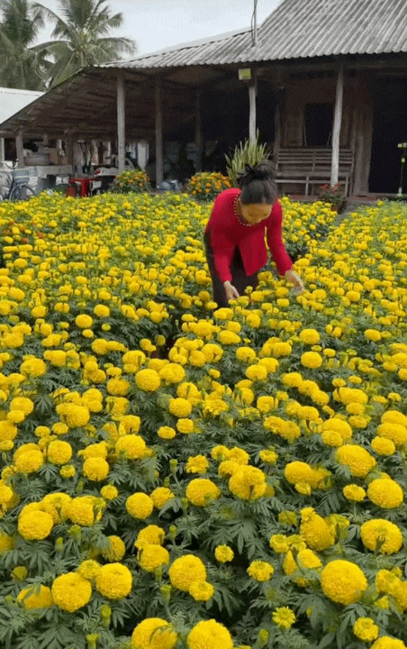 Tết trong khu vườn 3.000m2 ở miền Tây: Hoa nở rộ khắp vườn, gia chủ chăm chút từng khóm hoa từ 2 tháng trước- Ảnh 4. Tết trong khu vườn 3.000m2 ở miền Tây: Hoa nở rộ khắp vườn, gia chủ chăm chút từng khóm hoa từ 2 tháng trước- Ảnh 4.