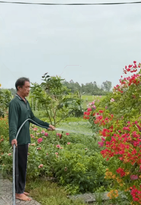 Tết trong khu vườn 3.000m2 ở miền Tây: Hoa nở rộ khắp vườn, gia chủ chăm chút từng khóm hoa từ 2 tháng trước- Ảnh 6. Tết trong khu vườn 3.000m2 ở miền Tây: Hoa nở rộ khắp vườn, gia chủ chăm chút từng khóm hoa từ 2 tháng trước- Ảnh 6.