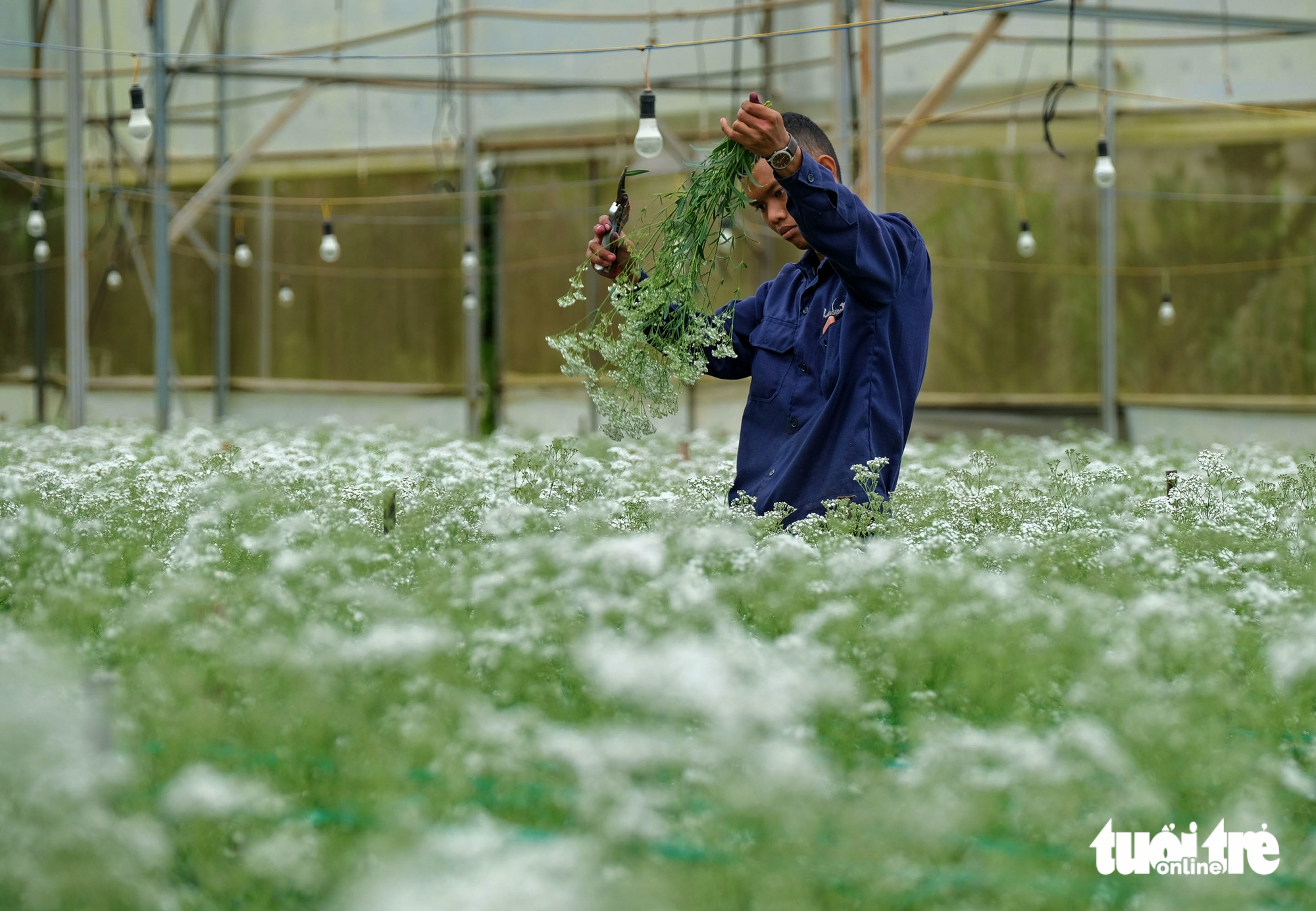 Hoa Đà Lạt: từ 35 lưu dân Hà thành đến vựa hoa châu Á 3 Hoa Đà Lạt: từ 35 lưu dân Hà thành đến vựa hoa châu Á - Ảnh 3.