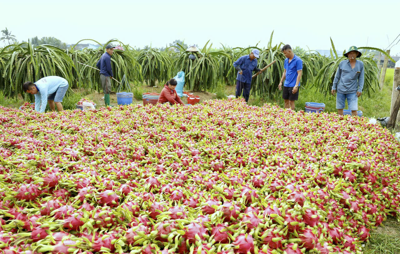 Giá thanh long Tây Ninh Tết Bính Ngọ 2026 và những lo lắng của nông dân - Ảnh 5.