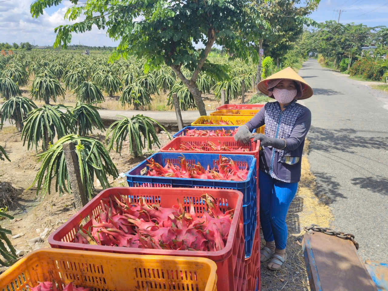 Giá thanh long Tây Ninh Tết Bính Ngọ 2026 và những lo lắng của nông dân - Ảnh 6.