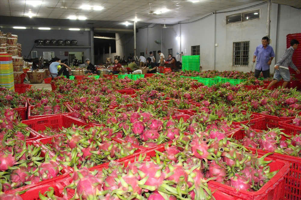 Giá thanh long Tây Ninh Tết Bính Ngọ 2026 và những lo lắng của nông dân - Ảnh 9.