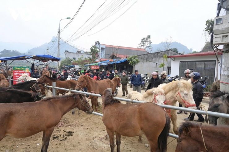 Đến Bắc Hà nghe chuyện vó ngựa trên cao nguyên trắng 3 Ngựa được đưa ra chợ từ lúc còn non để "rạn người", quen với tiếng ồn, tiếng còi xe để khi vào trường đua không bị hoảng.