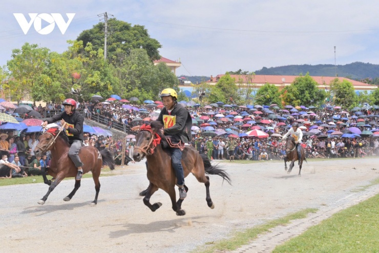 Đến Bắc Hà nghe chuyện vó ngựa trên cao nguyên trắng 4 Ngựa Bắc Hà phải chọn giống bản địa, biết leo dốc, chịu được sương muối và dễ dạy