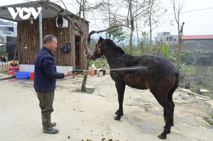 Đến Bắc Hà nghe chuyện vó ngựa trên cao nguyên trắng 5 Ông Thàn Văn Dùng tỉ mẩn chăm sóc chú ngựa đen. Với ông, con ngựa là người bạn tâm giao, là kỷ vật sống của những năm tháng cầm cương lừng lẫy.