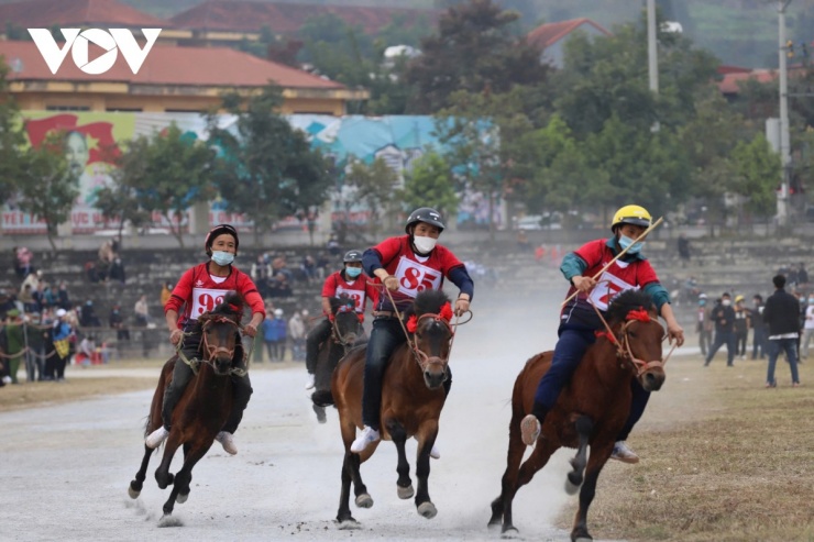 Đến Bắc Hà nghe chuyện vó ngựa trên cao nguyên trắng 6 Giống ngựa Bắc Hà nhỏ mà nhanh nhẹn, người cưỡi ngựa không cần yên.