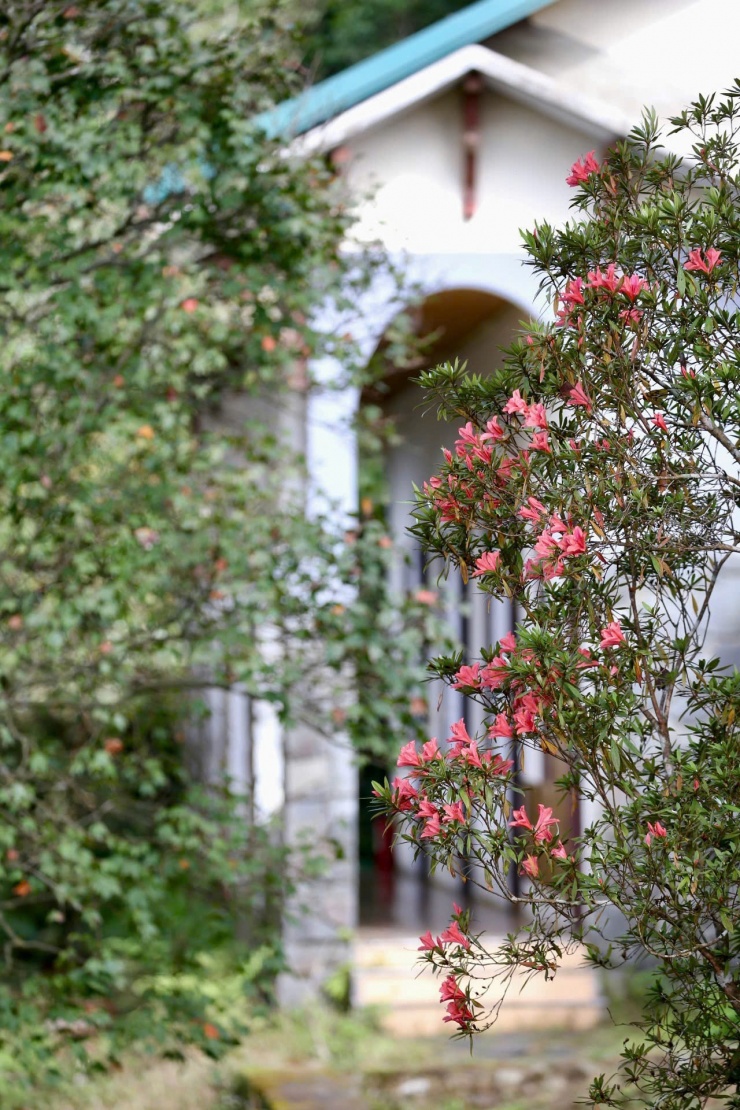 Say đắm sắc hoa mùa xuân giữa đại ngàn Bạch Mã 4 Đỗ quyên hoa đỏ là cây nhỏ cao khoảng 2,5m, lá mọc chụm ở đầu cành, lá non có lông dài.