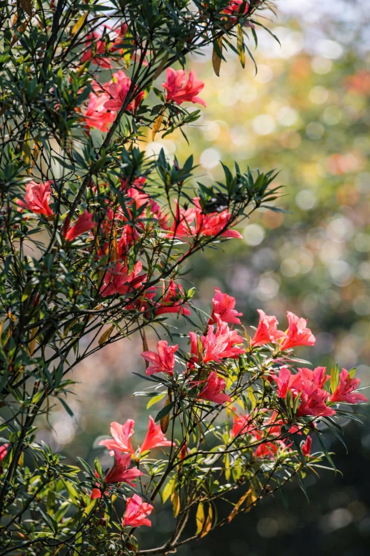 Say đắm sắc hoa mùa xuân giữa đại ngàn Bạch Mã 5 Đỗ quyên hoa đỏ có hoa to màu đỏ, quả nang dài 6mm.