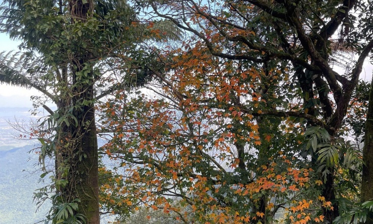 Say đắm sắc hoa mùa xuân giữa đại ngàn Bạch Mã 6 Cùng thời điểm, loài Thích Bắc Bộ góp thêm gam màu cho bức tranh xuân. Đây là cây gỗ cao 5 đến 7m, cành và lá không lông, lá có 3 thùy rõ. Hoa mọc thành chùm tụ tán hẹp ở đầu cành, đến mùa nở tạo nên những mảng hoa dịu giữa tán rừng...