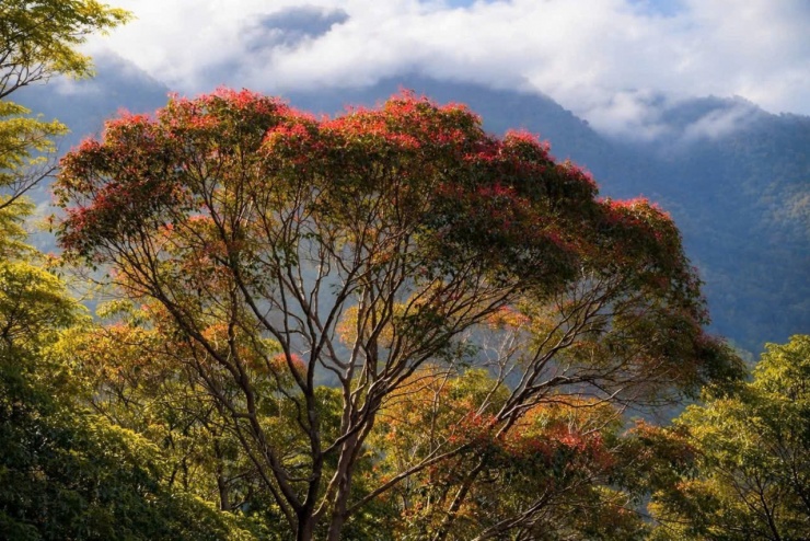 Say đắm sắc hoa mùa xuân giữa đại ngàn Bạch Mã 7 Cây Hồng Lộc (Syzygium campanulatum) với lá non màu đỏ cũng góp phần tô điểm cho bức tranh mùa xuân ở Bạch Mã.