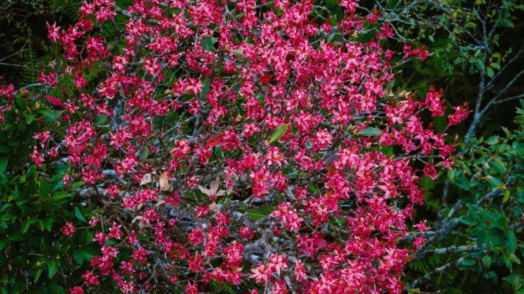 Say đắm sắc hoa mùa xuân giữa đại ngàn Bạch Mã 8 Sự hòa quyện của nhiều loài hoa mang lại vẻ đẹp vừa rộn ràng vừa tinh khôi cho núi rừng.